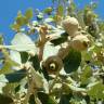 Fotografia 8 da espécie Quercus rotundifolia do Jardim Botânico UTAD