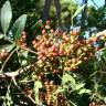 Fotografia 10 da espécie Pistacia lentiscus do Jardim Botânico UTAD