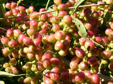 Fotografia da espécie Pistacia lentiscus