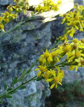 Fotografia 5 da espécie Solidago virgaurea no Jardim Botânico UTAD