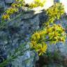 Fotografia 5 da espécie Solidago virgaurea do Jardim Botânico UTAD