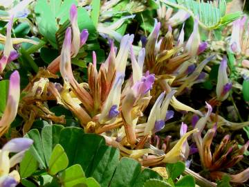 Fotografia da espécie Astragalus schizopterus