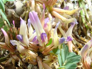 Fotografia da espécie Astragalus schizopterus