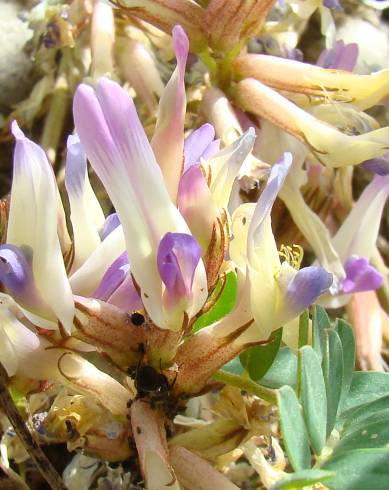 Fotografia de capa Astragalus schizopterus - do Jardim Botânico