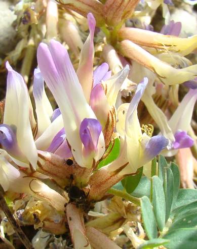 Fotografia de capa Astragalus schizopterus - do Jardim Botânico