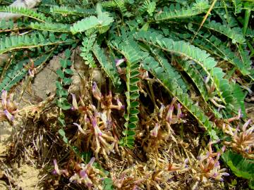 Fotografia da espécie Astragalus schizopterus