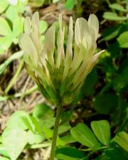 Fotografia da espécie Trifolium clypeatum