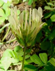 Trifolium clypeatum