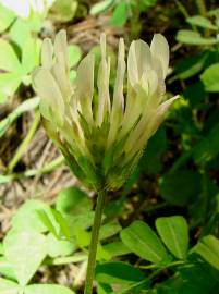 Fotografia da espécie Trifolium clypeatum