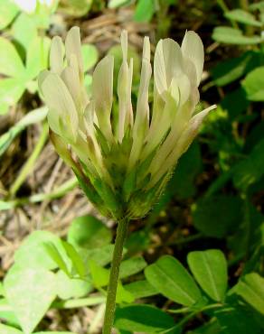 Fotografia 1 da espécie Trifolium clypeatum no Jardim Botânico UTAD
