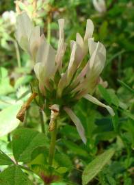 Fotografia da espécie Trifolium clypeatum