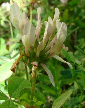 Fotografia 2 da espécie Trifolium clypeatum no Jardim Botânico UTAD