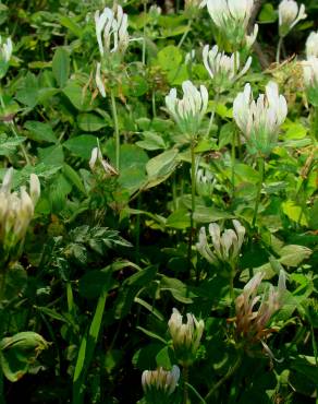 Fotografia 3 da espécie Trifolium clypeatum no Jardim Botânico UTAD