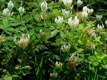 Fotografia da espécie Trifolium clypeatum