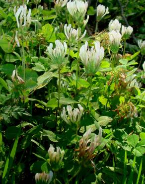 Fotografia 4 da espécie Trifolium clypeatum no Jardim Botânico UTAD
