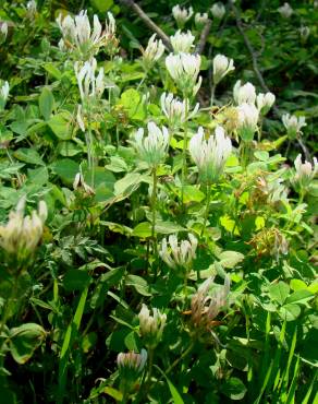 Fotografia 5 da espécie Trifolium clypeatum no Jardim Botânico UTAD
