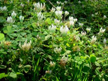 Fotografia da espécie Trifolium clypeatum