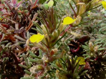 Fotografia da espécie Ajuga chamaepitys