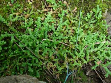 Fotografia da espécie Selaginella denticulata