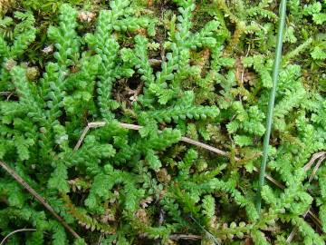 Fotografia da espécie Selaginella denticulata