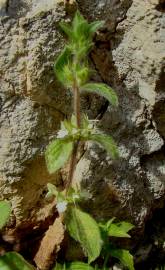 Fotografia da espécie Sideritis curvidens