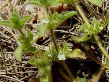 Fotografia da espécie Sideritis curvidens