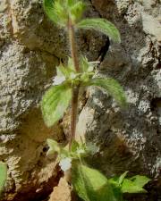 Fotografia da espécie Sideritis curvidens