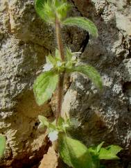 Sideritis curvidens