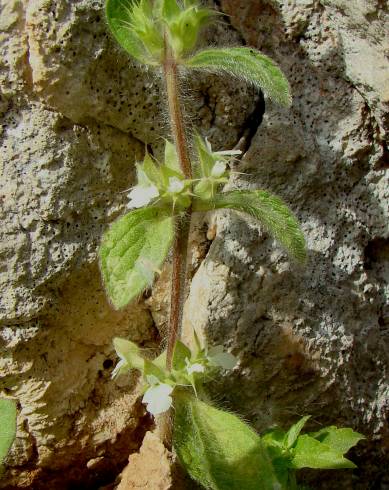 Fotografia de capa Sideritis curvidens - do Jardim Botânico