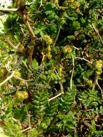 Fotografia da espécie Sarcopoterium spinosum