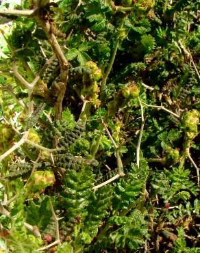 Fotografia 1 da espécie Sarcopoterium spinosum no Jardim Botânico UTAD