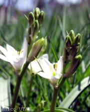 Fotografia da espécie Ornithogalum broteri