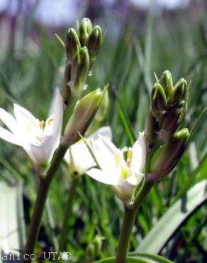 Fotografia 1 da espécie Ornithogalum broteri no Jardim Botânico UTAD