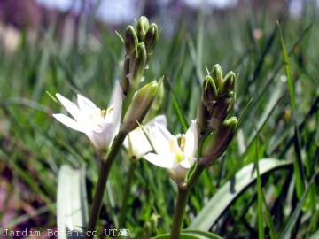 Fotografia da espécie Ornithogalum broteri