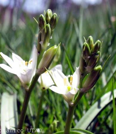 Fotografia de capa Ornithogalum broteri - do Jardim Botânico