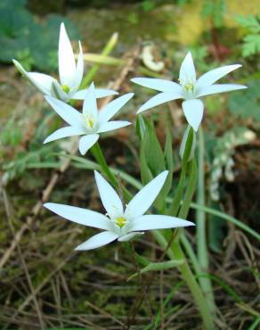 Fotografia 1 da espécie Ornithogalum divergens no Jardim Botânico UTAD