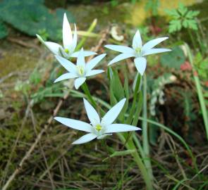 Fotografia da espécie Ornithogalum divergens