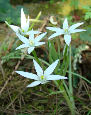 Fotografia de capa Ornithogalum divergens - do Jardim Botânico