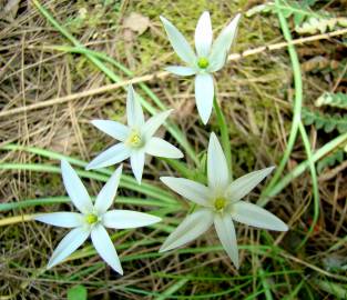 Fotografia da espécie Ornithogalum divergens