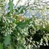 Fotografia 6 da espécie Brassica oleracea do Jardim Botânico UTAD