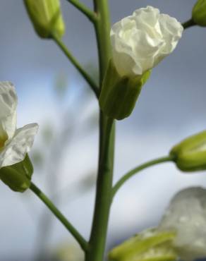 Fotografia 7 da espécie Brassica oleracea no Jardim Botânico UTAD