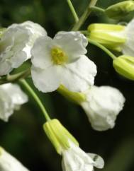 Brassica oleracea