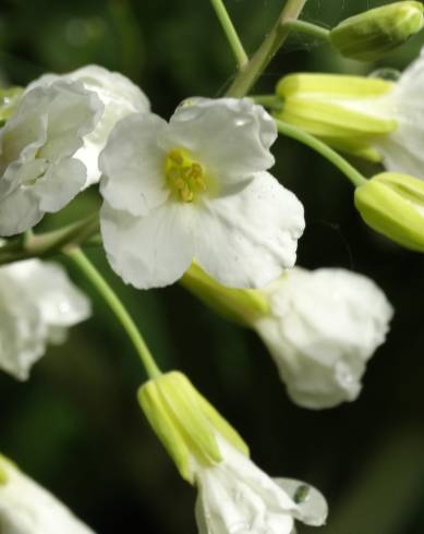 Fotografia de capa Brassica oleracea - do Jardim Botânico