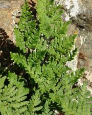 Fotografia da espécie Cheilanthes hispanica