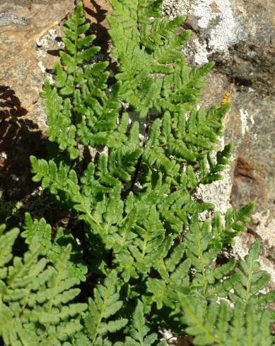 Fotografia de capa Cheilanthes hispanica - do Jardim Botânico