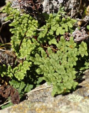 Fotografia 5 da espécie Cheilanthes hispanica no Jardim Botânico UTAD