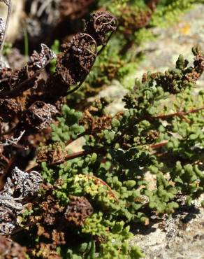 Fotografia 6 da espécie Cheilanthes hispanica no Jardim Botânico UTAD