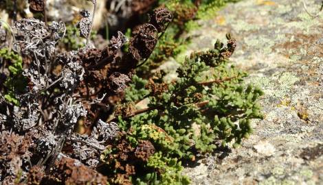 Fotografia da espécie Cheilanthes hispanica