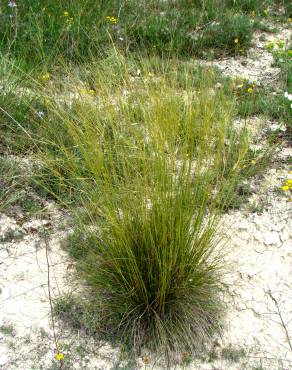 Fotografia 1 da espécie Stipa juncea no Jardim Botânico UTAD