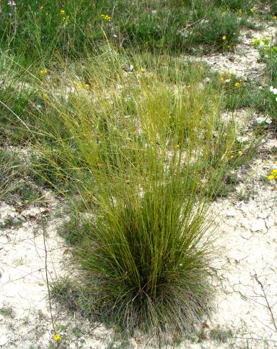 Fotografia de capa Stipa juncea - do Jardim Botânico